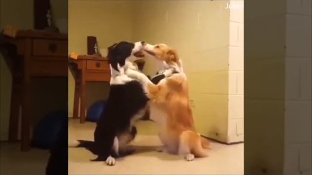 Животные тоже могут любить!!!!!!! смотреть онлайн