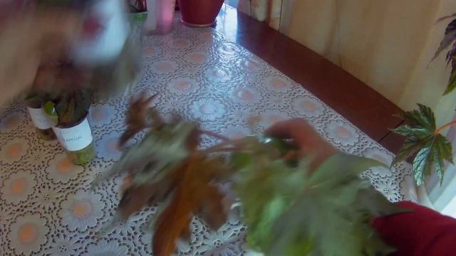 Комнатные декоративно ??лиственные. Распаковка посылки с бегониями?☘️ смотреть онлайн