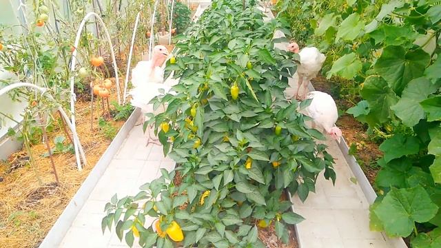 Приколы Индюков. Индюшки забрались в парник!