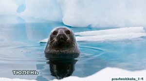 Зона арктических пустынь. Окружающий мир.