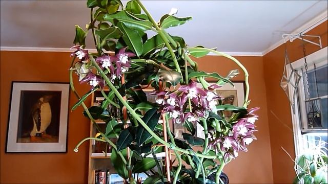 Hoya imperialis A New Beginning Part II or LEDs Have Finally Arrived смотреть онлайн