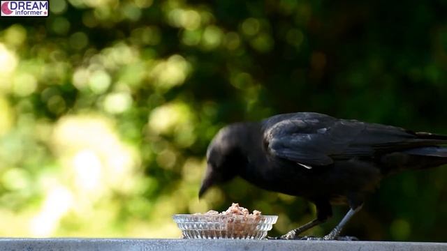 What Does It Mean When You Dream About Crows? смотреть онлайн