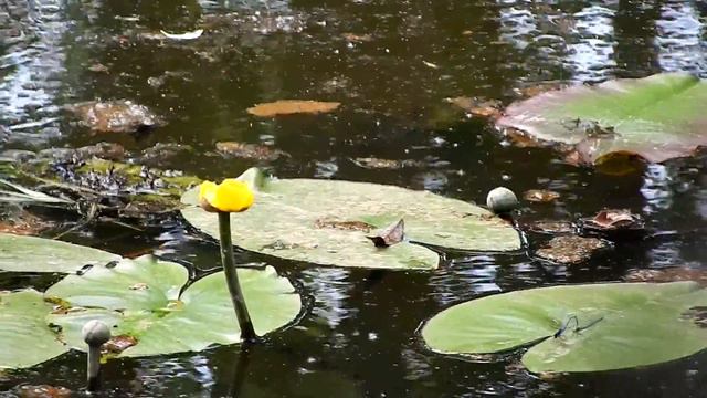 русское поле смотреть онлайн