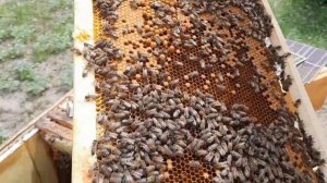 Карниола что за пчела???