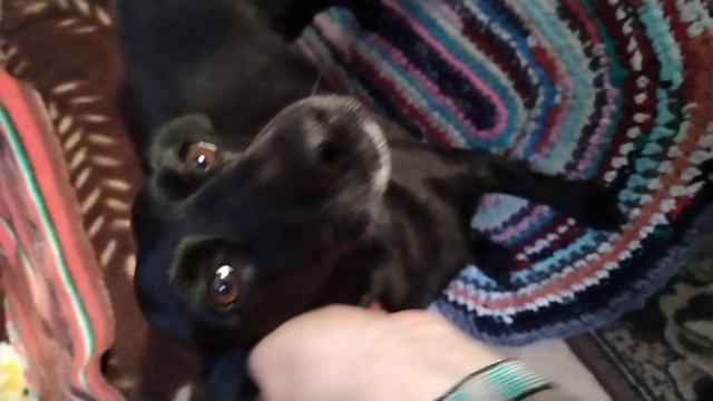 собака съела все семечки и не признаётся 🤣 психанула ушла смотреть онлайн