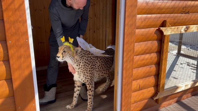 Принцесса-Бабочка или обратная сторона гепарда Герды. смотреть онлайн