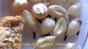 Амбарный или Кукурузный долгоносик – Вредитель Запасов. Как Избавиться?