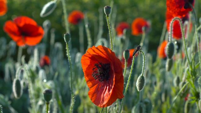 JULIO IGLESIAS SUS MEJORES CANCIONES - VIEJITAS PERO BUENAS ROMÁNTICAS JULIO IGLESIAS ( 35 EXITOS )