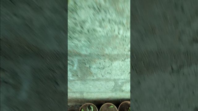 ZZ plant ☘️ propagate proses sucess # Siva Krishna offical # short video 👍👍 смотреть онлайн