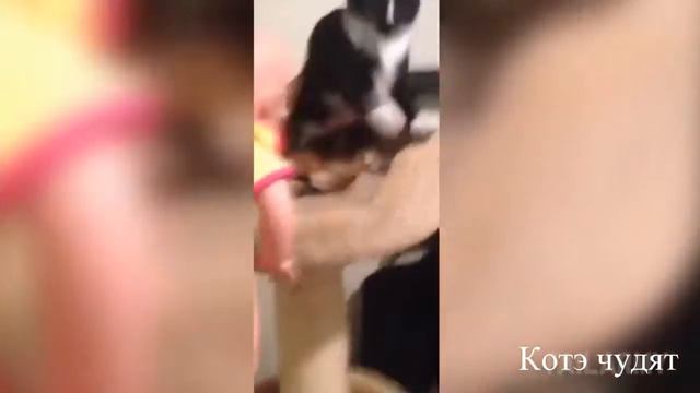 От JokePro - Бешеные коты, смешно до слез!   2016