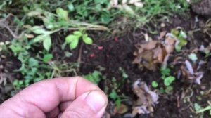 #6 Собираю свои семена платикодона | Как вырастить платикодон из семян | 2021 год