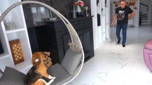 ШЕРЛОК ХОЧЕТ БЫТЬ КРУТЫМ. БРОС ШОУ ПЕТ