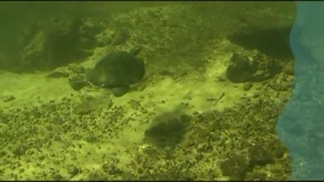 Предельная глубина - 323 - Дайвинг в реке Санта-Фе. смотреть онлайн