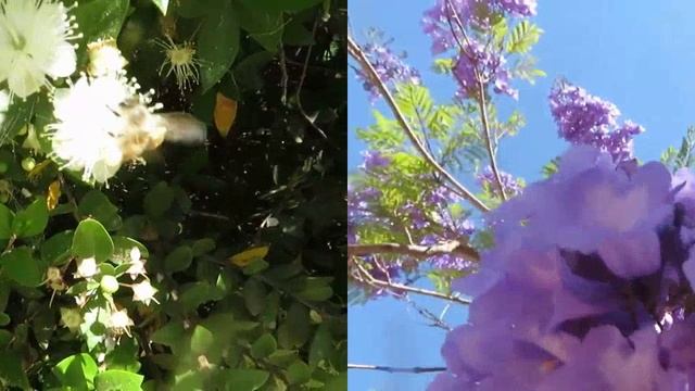 Merge_video_1692402369816.mp4