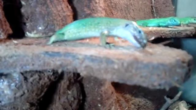 Ящерицы дерутся из-за стрекозы lizards fight for dragonfly смотреть онлайн