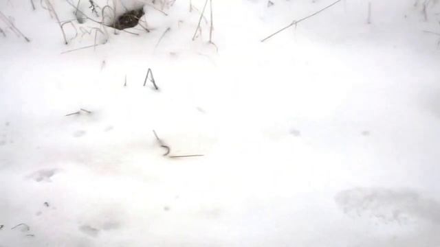 Веселая прогулка ранней зимой