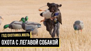 Охота с легавой собакой. Июль / Год охотника / #4