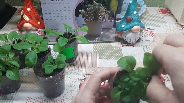 🌺 Важные моменты при выращивании петунии🌺 смотреть онлайн