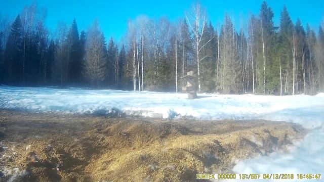 Птицы, запечатленные на фото ловушку. Часть 15