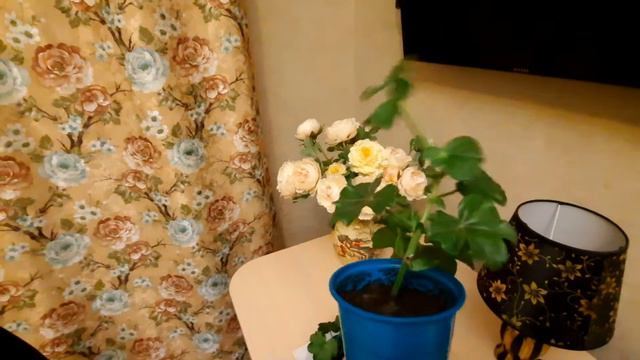 Черенки пеларгонии через месяц после посадки.Черенкую с корневином. смотреть онлайн