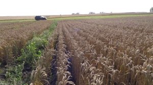 27.07.2018. Яровая пшеница,  сорт Ликамеро.