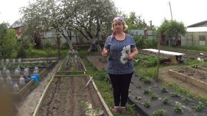 ГОРОХ ВЬЮЩИЙСЯ , ПОСЕВ В ОПИЛКИ И ВЫСАДКА РАССАДЫ В ГРУНТ.