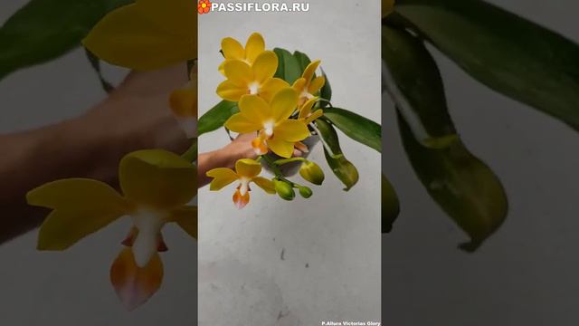 P Allura Victorias Glory смотреть онлайн