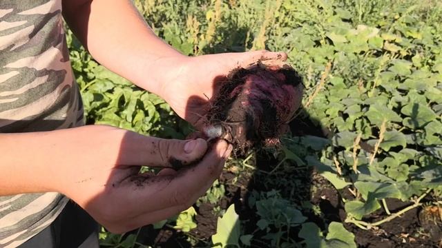 Из чего мы делаем самогон смотреть онлайн