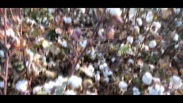 Ozbekistonning paxta dalalari/cotton fields of Uzbekistan/хлопковые поля Узбекистана(#pahta) смотреть онлайн