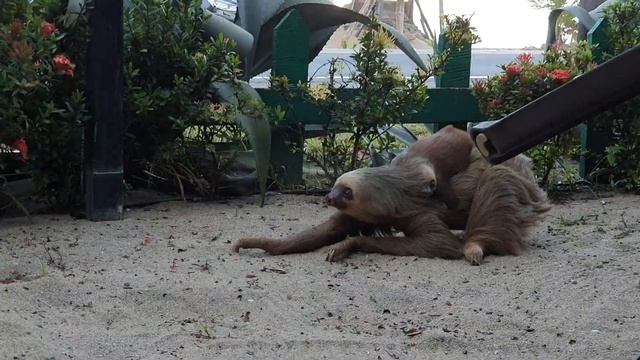 Ленивец с детёнышем #2. Пуэрто Виехо, Коста Рика. Sloth. Oso perezoso. Costa Rica. смотреть онлайн