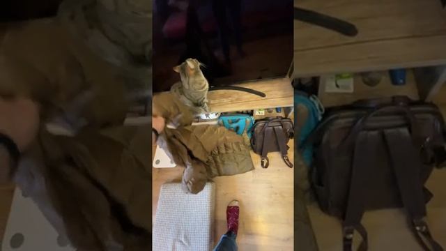 Стёганый пуховик Декатлон vs Юникло смотреть онлайн