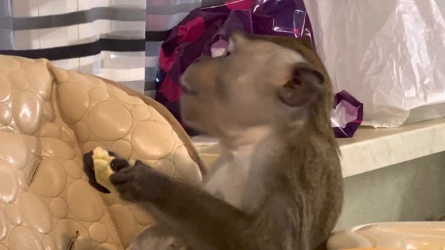 Вот так мы завтракаем 🍌🌽🐒🐒🍍очень любим выпендриваться 😂14 ноября 2022 г. смотреть онлайн