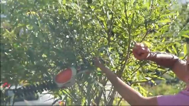 Русская ива. Мастер-класс по стрижке плетеного дерева из ивы. смотреть онлайн