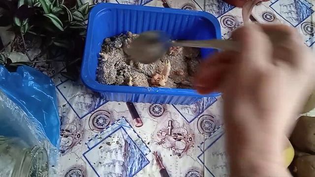 Пришла зима, а я сажаю ростки картошки. Зебрина черенками ? смотреть онлайн