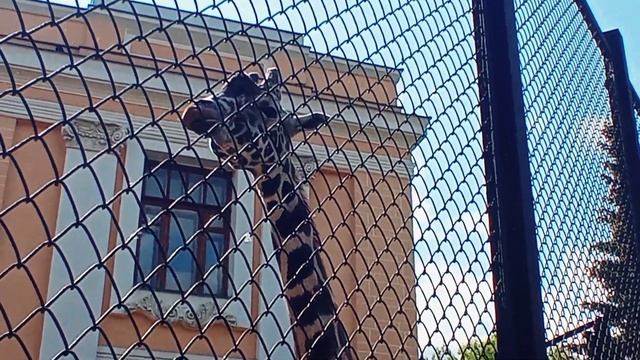 Жираф!? Московский Зоопарк, 2 июня 2023 смотреть онлайн