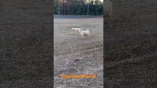 Everybody Was Kung Fu Fighting (Dogo Argentino dogs) смотреть онлайн