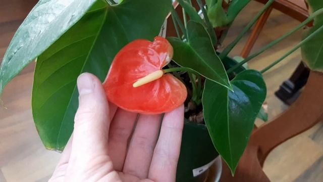 АНТУРИУМ. Коллекция редких антуриумов #9. Антуриумы Uta, Flamingo Brown и Special Love смотреть онлайн