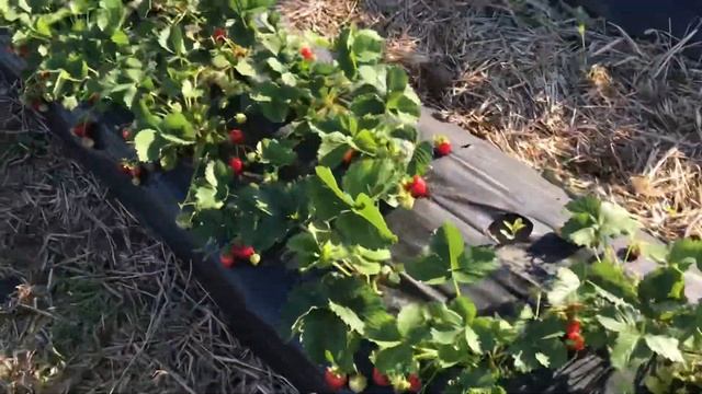 46/20Новый сорт клубники БРАВУРА. смотреть онлайн