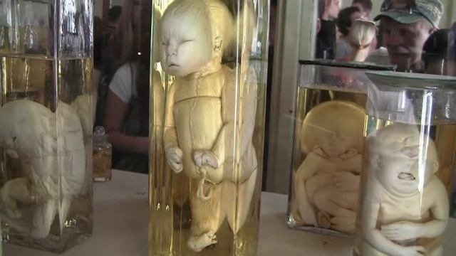 Кунсткамера в Питере.2017г. смотреть онлайн