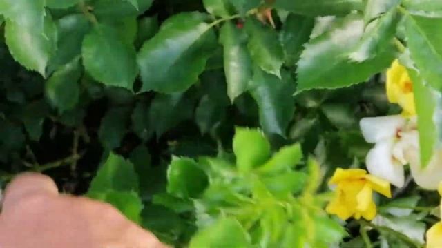 РОЗА АЙКОНИК. Eyeconic. ЦВЕТЕНИЕ , ЛЕТО 2021 года.