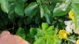 РОЗА АЙКОНИК. Eyeconic. ЦВЕТЕНИЕ , ЛЕТО 2021 года.