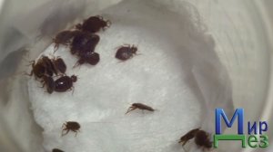 Избавиться от клопов уксусом возможно?