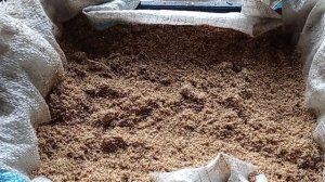 ПРОРАЩИВАНИЕ КАРТОФЕЛЯ В ОПИЛКАХ.