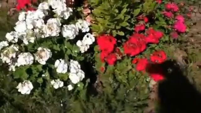 Бегонии плющелистные и пеларгонии вокруг магнолии. смотреть онлайн