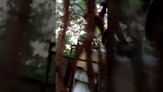 Как растет Доллар$ смотреть онлайн