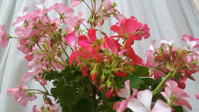 “Hanamo” with ukulele смотреть онлайн