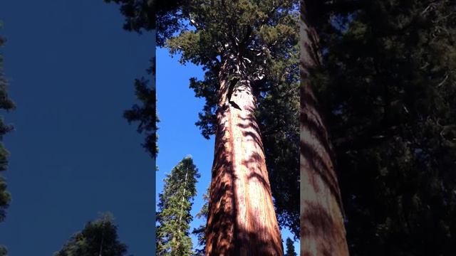 General Sherman Tree смотреть онлайн
