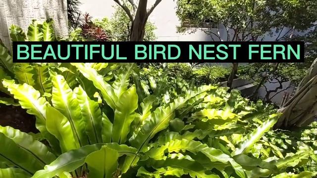 Bird Nest Fern(Asplenium Nidus)|Tropical Plant|Presly Channel смотреть онлайн