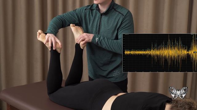 Упражнения для мышц тазового дна. Связь с вращателями бедра. Миография. ч.1 смотреть онлайн