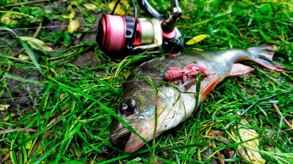 Половил окуня. Рыбалка на спиннинг, отводной поводок. смотреть онлайн
